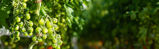Bulanık arkaplanda yeşil kiraz domates dalları, afiş - Fotoğraf, Görsel
