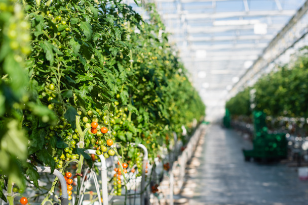 селективний фокус рослин з вишневими помідорами в теплиці
 - Фото, зображення