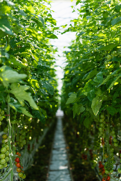 rijen van groene tomatenplanten in kas op wazige achtergrond - Foto, afbeelding