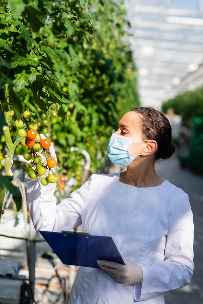 tecnólogo agrícola afroamericano inspeccionando tomates cherry en invernadero - Foto, imagen