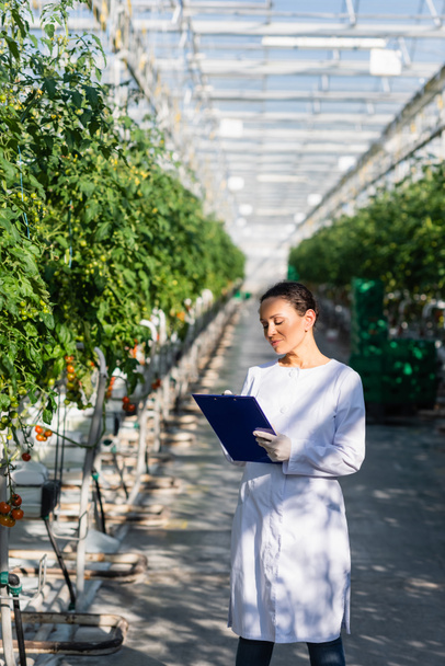 african american quality inspector writing on clipboard near tomato plants in greenhouse - Photo, Image
