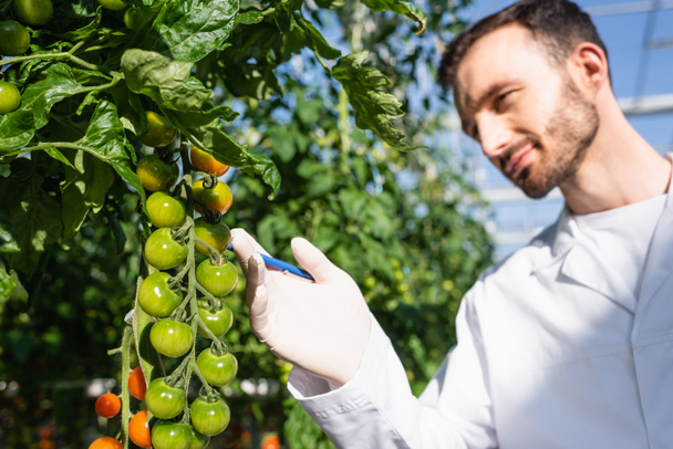 inspector de calidad mirando tomates cherry en invernadero, fondo borroso - Foto, imagen