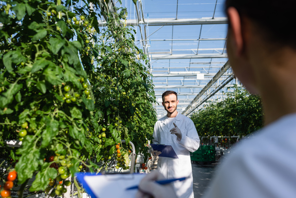 quality inspector pointing with finger in greenhouse near african american colleague on blurred foreground - Photo, Image