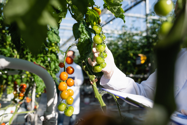 vista recortada de tecnólogo agrícola cerca de ramas de tomates cherry en invernadero - Foto, imagen