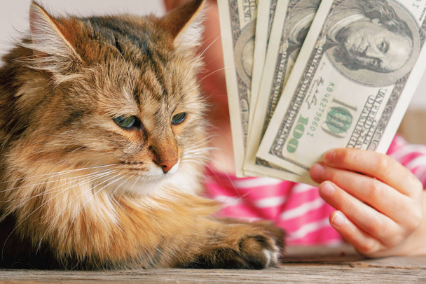 Obraz koncepcyjny: Budżet na opiekę nad zwierzętami domowymi. Portret pięknego kota i dolara amerykańskiego.  - Zdjęcie, obraz
