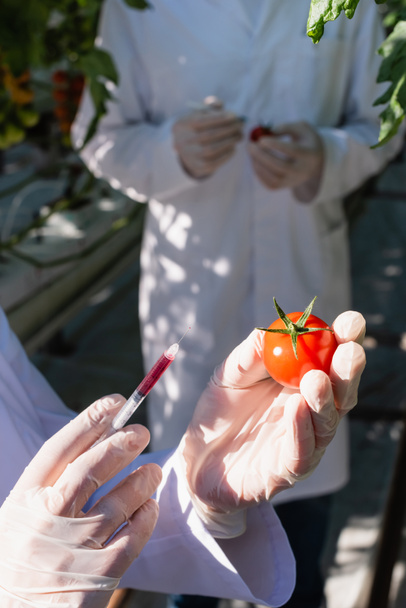 cropped view of quality inspector in latex gloves holding syringe and tomato in greenhouse - Photo, Image