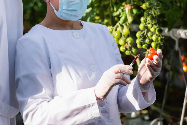 vista recortada de inspector de calidad en máscara médica haciendo prueba de tomate en invernadero - Foto, imagen