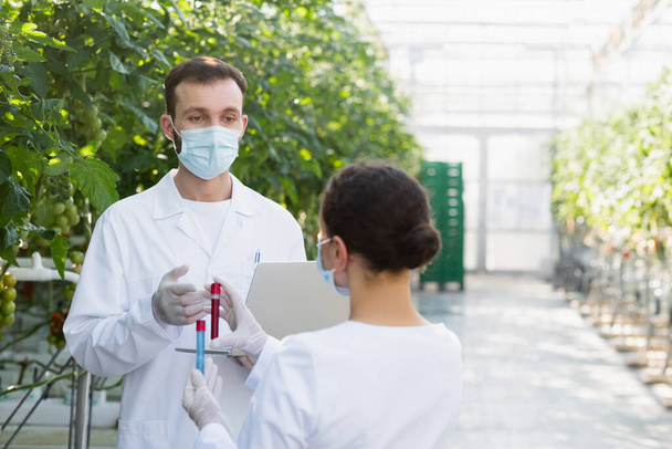 tecnólogo agrícola en máscara médica hablando con un colega afroamericano con tubos de ensayo - Foto, imagen