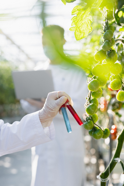vista recortada del inspector de calidad sosteniendo tubos de ensayo cerca de plantas de tomate en primer plano borroso - Foto, imagen