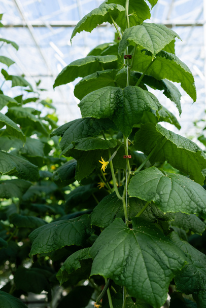 blossoming cucumber plant in greenhouse - Photo, Image