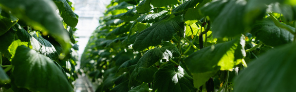linhas de plantas de pepino crescendo em estufa em primeiro plano borrado, bandeira - Foto, Imagem