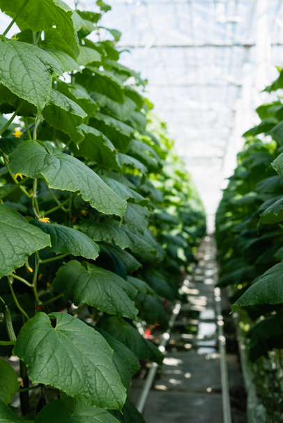 green cucumber plants in glasshouse, blurred background - Photo, Image