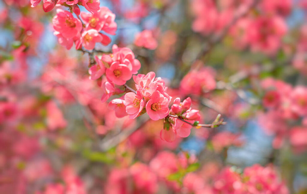 Florescendo árvore de primavera contra o céu. - Foto, Imagem