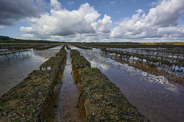 Woodstown Beach, Waterford, Ireland. Several oyster and seafood farm on the beach.food production. - Foto, imagen