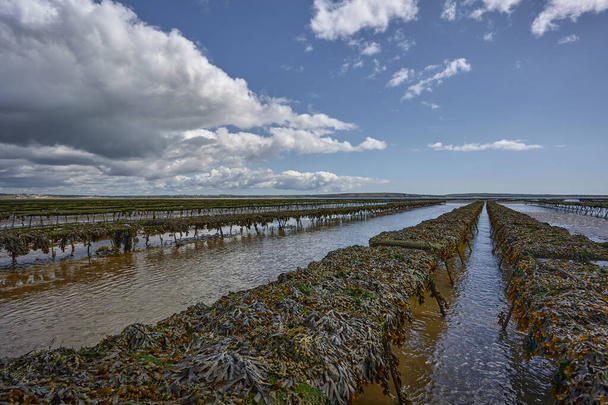 Woodstown Beach, Waterford, Irland. Lange Austernbetten. Getreide auf See. Nahrungsmittelproduktion. - Foto, Bild