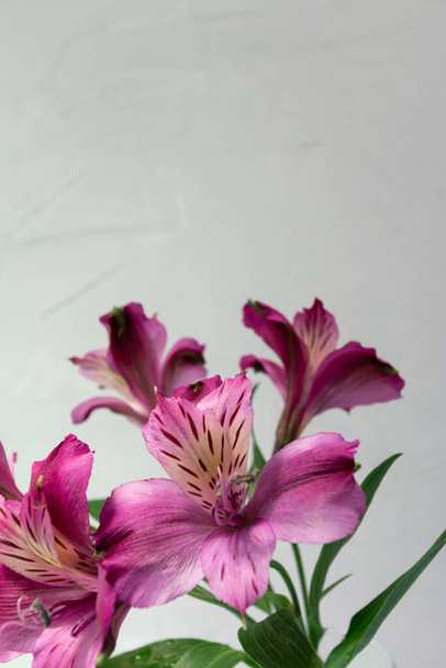 fondo de flor púrpura con espacio para texto, plantilla de tarjeta de felicitación - Foto, imagen