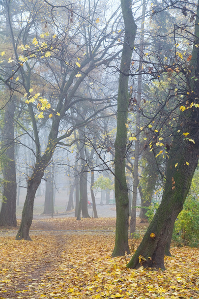 Autumn foliage remnants, pedestrian path, and falling leafs misty in city park - Photo, image