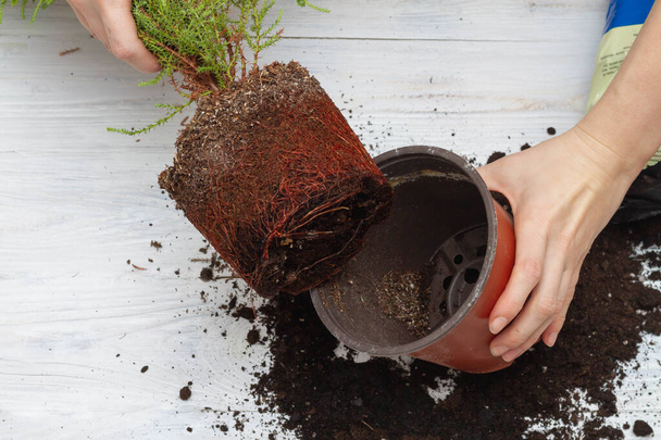 Removing a houseplant from a pot with a lump of soil and roots - Zdjęcie, obraz