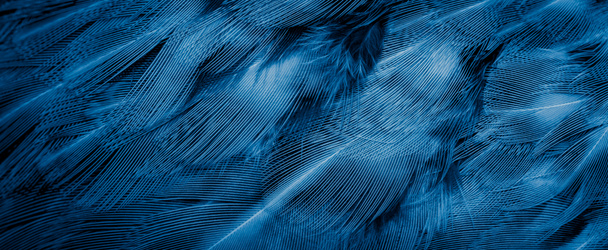 blue pheasant feathers with dark stripes. background - Photo, Image