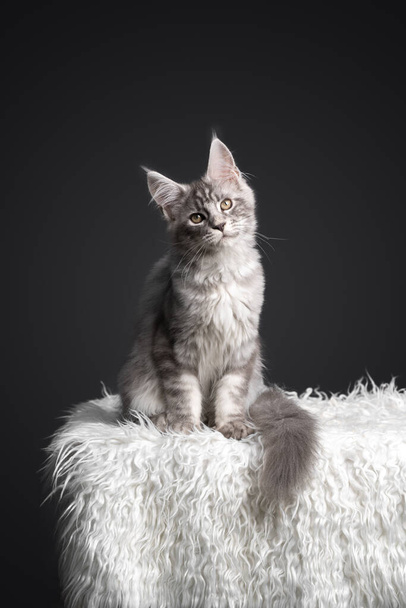 prata tabby maine coon gatinho sentado na pele branca na frente de fundo cinza - Foto, Imagem