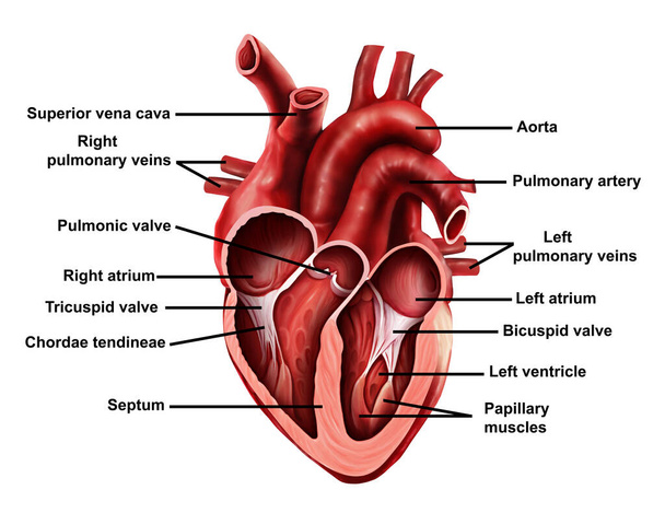  Ilustração médica de coração aberto com rotulagem - Foto, Imagem