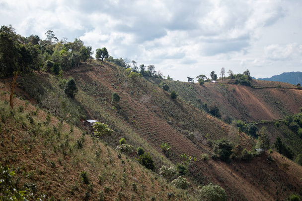 На мальовничому схилі пагорба, де ростуть культури, що ростуть під хмарами, від Калава до озера Інле (М "янма). - Фото, зображення