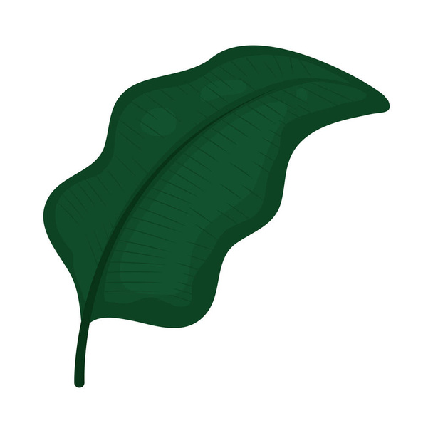 значок листя калатеїну
 - Вектор, зображення