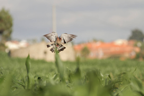 European wood pigeon landing on a cornfield, north of Portugal. - Photo, Image