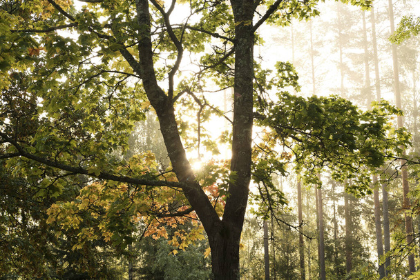 A closeup shot of a forest under the sunlight in autumn - Zdjęcie, obraz