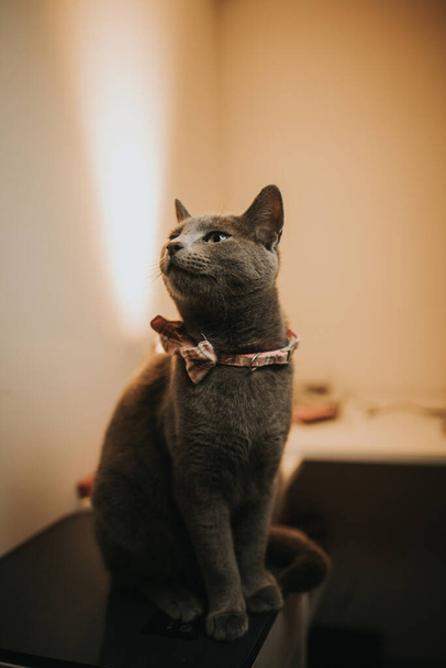 A closeup shot of a gray British cat in a bow tie sitting on the table - Photo, Image