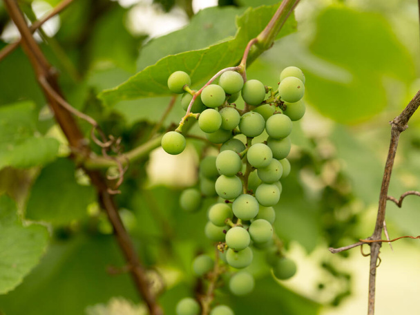 Green berries of young grapes in early spring - Foto, afbeelding