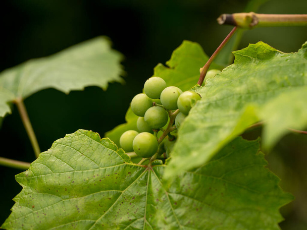 Green berries of young grapes in early spring - Foto, afbeelding