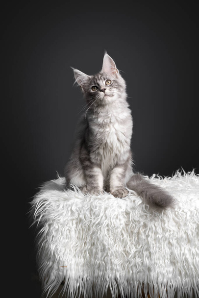 zilver tabby maine coon kitten zitten op witte vacht in de voorkant van grijze achtergrond - Foto, afbeelding