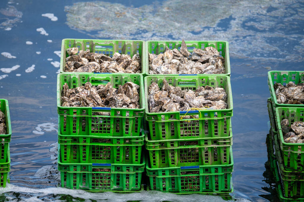 Austernzuchtsysteme, in denen Austern in Betonausterngruben gehalten werden, wo sie in Kisten in ständig erfrischendem Wasser gelagert werden, frische Austern, die zum Verkauf und Verzehr auf einer Farm in Yerseke, Zeeland, Niederlande, bereit stehen - Foto, Bild