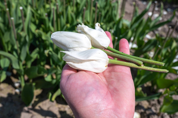 Tulipán hagyma termelés Hollandiában, vágott tulipán virágok fej a gazdaság területén Zeeland - Fotó, kép