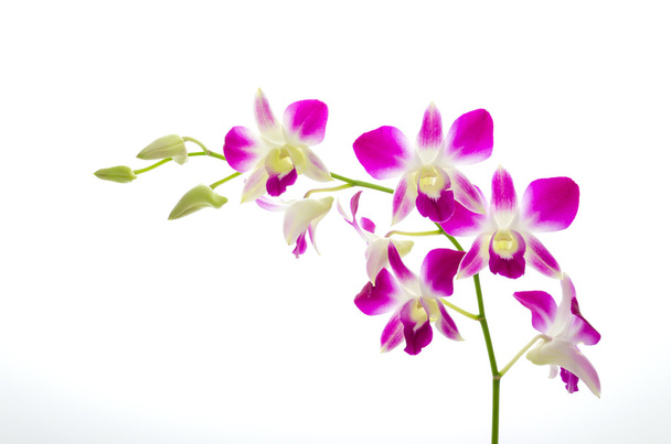 fioletowy orchidea kwiat na białym tle - Zdjęcie, obraz