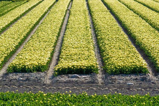 Производство луковиц тюльпанов в Нидерландах, цветущие весенние поля с цветущими цветами тюльпанов в Зеландии - Фото, изображение