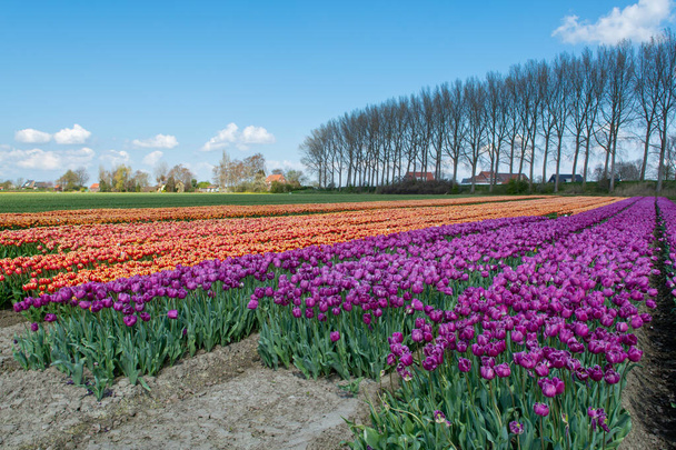 Produkcja żarówek tulipanowych w Holandii, kolorowe pola wiosenne z kwitnącymi kwiatami tulipanów w Zeelandzie - Zdjęcie, obraz