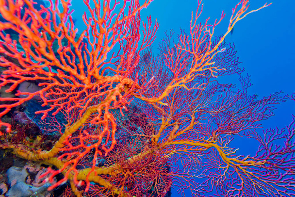 Ventilador do mar, Chicotes do mar, Gorgoniano, Coral Reef, Bunaken National Marine Park, Bunaken, North Sulawesi, Indonésia, Ásia - Foto, Imagem