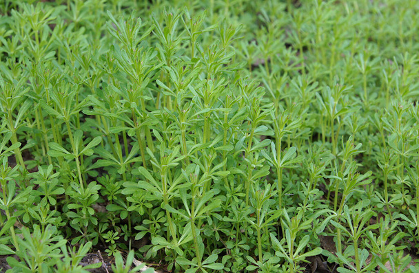 The Cleavers (Galium aparine) have been used in the traditional medicine for treatment of disorders of the - Photo, Image