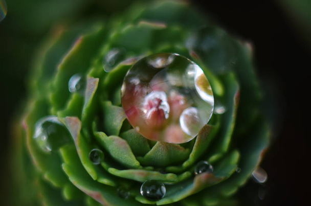 Rhodiola rosea s kapkami vody na listí zblízka - Fotografie, Obrázek