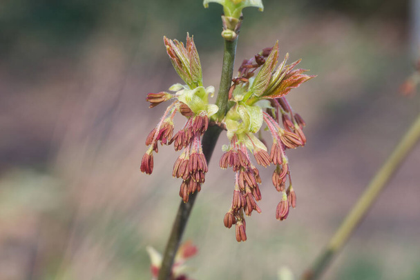 spring acer negundo, box elder, boxelder maple flowers and young leaves closeup selective focus - Photo, Image