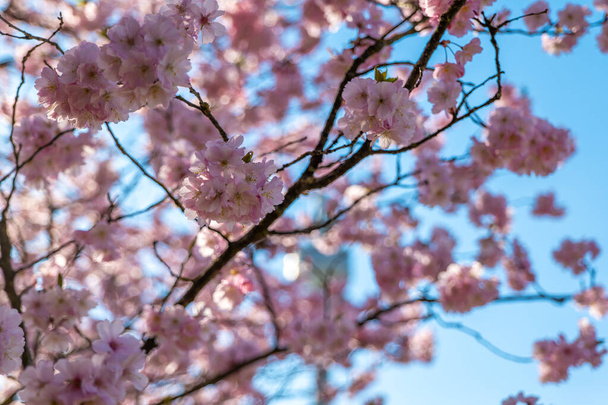 Filiale di fiori di ciliegio nel Parco Olimpico di Monaco di Baviera, Germania - Foto, immagini