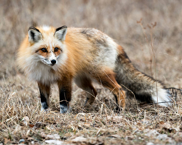 Red único raposa close-up perfil olhando para a câmera na temporada de primavera em seu ambiente e habitat com fundo borrão. Imagem Fox. Imagem. Retrato. Foto. Raposa única. - Foto, Imagem