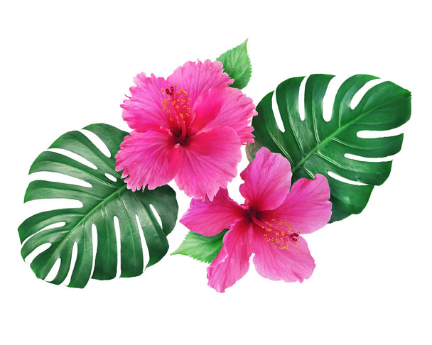 Bright pink hibiscus flowers with monstera leaves isolated on white background - Photo, Image