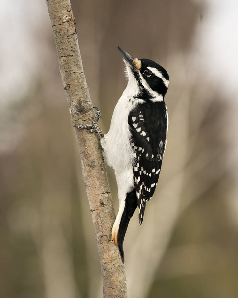 Woodpecker naaras lähikuva profiilin näkymä kiipeilyä puuhun oksa ja näyttää sulka plumage sen ympäristössä ja elinympäristössä metsässä sumea tausta. Kuva. Kuvassa. Muotokuva. Puutikka varastossa valokuva. - Valokuva, kuva
