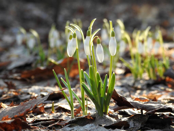 Pierwszy las wiosenne kwiaty śniegu zbliżenie - Zdjęcie, obraz