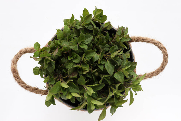 Mint plant in decorative pot on white background. Indoor herbs garden. Top view - Photo, Image