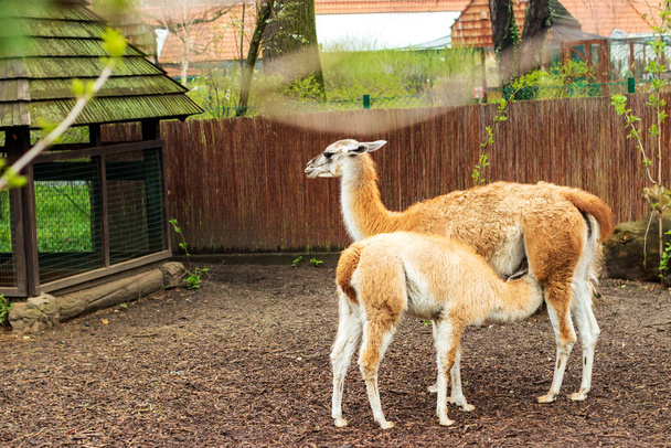 Llama baby drinks milk, yellow llama feeds her baby - Photo, Image