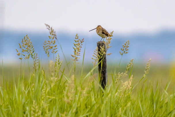Snipe común (Gallinago gallinago) ave zancuda que protege el territorio en el hábitat de cría de humedales. Escena de vida salvaje en la naturaleza. Países Bajos. - Foto, imagen
